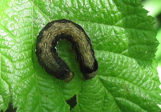 Bruco di Anorthoa munda, Noctuidae